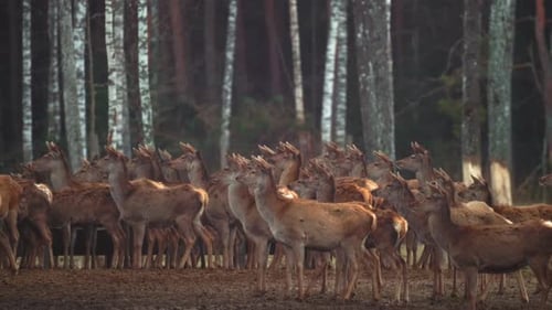 Herd of Deer in Forest