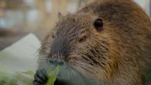 Nutria disfruta de una comida de repollo en la granja
