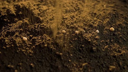A Cropped Image of a Farmer's Hands Holding Soybean Seeds