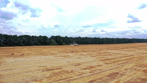 Rolls of haystacks on the field. Farm scenery with haystack on the background of forest