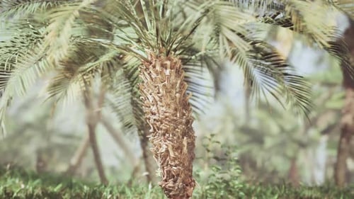 Palm Tree Against the Sky View From Below