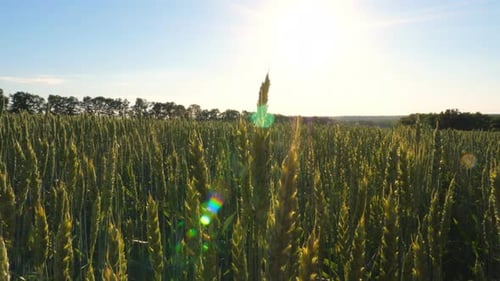 Beautiful Landscape of Wheat Field with Sunlight at Background