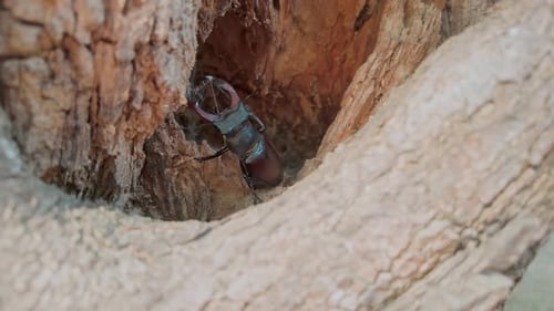 Stag Beetle Resting Inside the Hollow of Tree