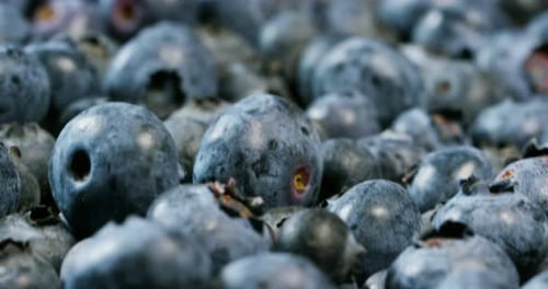 close up shot of fresh blueberries, an excellent fruit to make juice, jam, cakes, pastries. the co