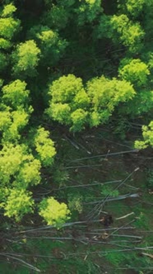 Aerial View Green Forest Deforestation