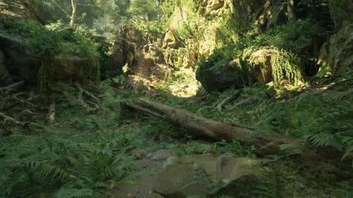 A Lush Green Forest Filled with Lots of Trees Mountain Path