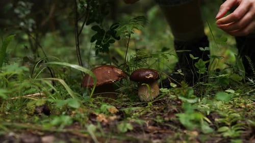 Forager Picking Wild Brown Mushrooms in Forest CloseUp