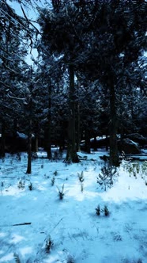 Snow Covers a Tranquil Forest Landscape Under a Clear Blue Sky