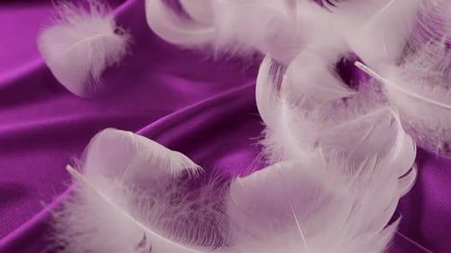 White swan feathers fall on violet silk. Slow motion.