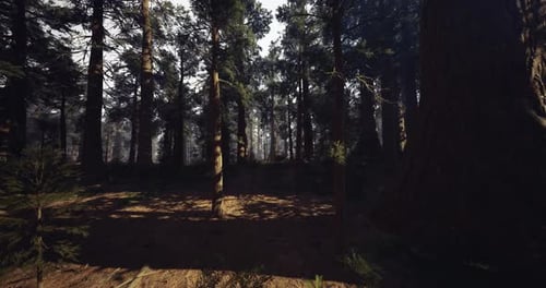 Textured Scene Showcasing Trunk and Distant Light in Dense Forest Environment