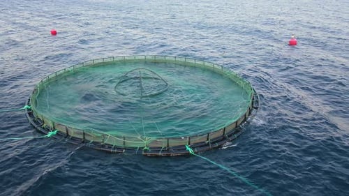 Aquaculture Farm Salmon Fishing in Calm Sea Bay