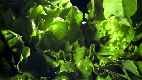 Lechuga fresca con un chorrito de agua filmada con una cámara de alta velocidad a 1000 fps