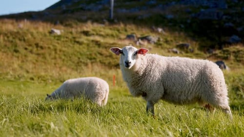 Two Sheep Feeding On Lush Green Grass