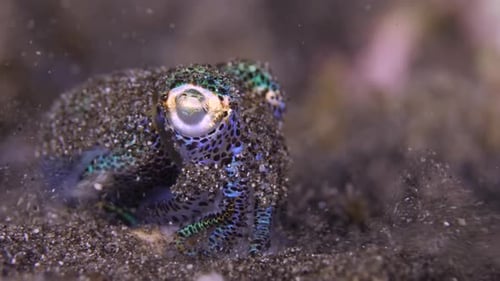 Little squid. Closeup view