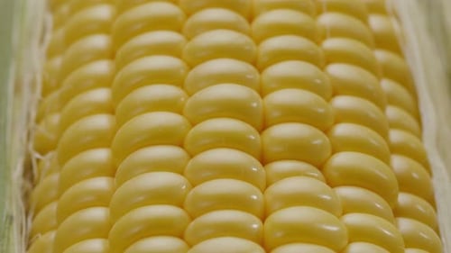 Extreme Close Up of Bright Yellow Corn on Cob