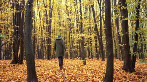 Autumn Forest Deciduous Trees in a Mixed Forest Hornbeam and Beech Yellow Leaf on a Tree A Woman