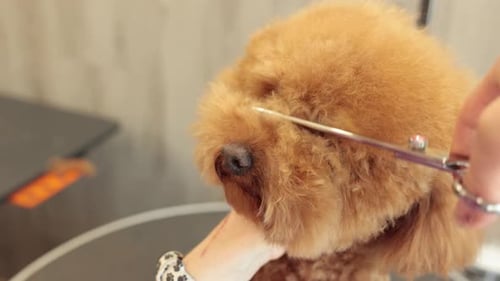 Poodle Grooming: Scissors Trim Around Dog's Face
