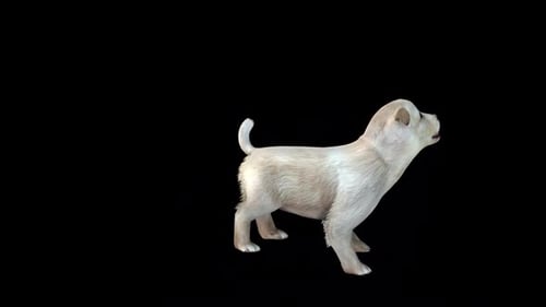 Cute Puppy Energetic Idle