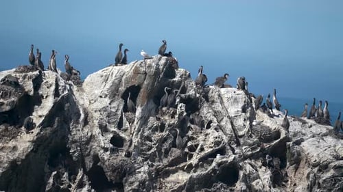Pássaros Shag avistados em uma rocha de perto