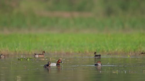 Swiming duck. Common Pochard. (Aythya ferina) in wetland