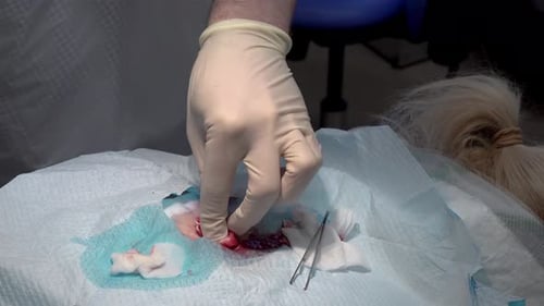 Doctor Using a Swab During a Surgery