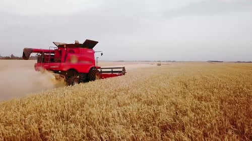 Aerial Drone View Combine Harvesters Working in Wheat Field on Sunset Harvesting Machine Driver