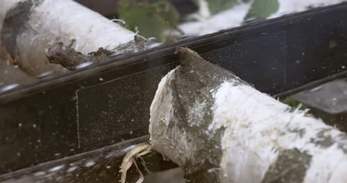 Birch Log Being Cut Close Up