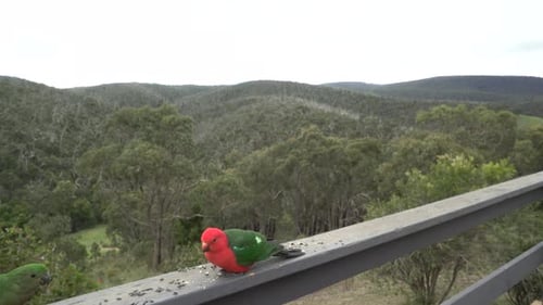 Two King Parrots eating seeds