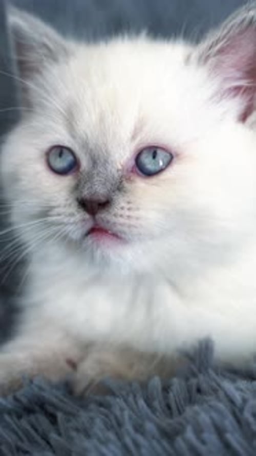 Adorable Kitten Resting Peacefully on a Gray Blanket