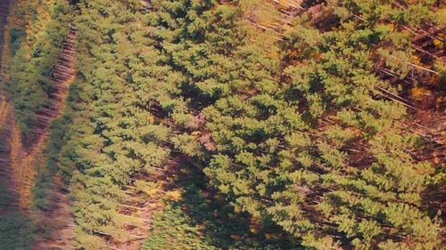 Green pine tree forest