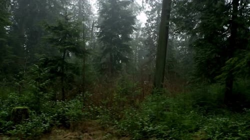 Dunkler Wald, Wald