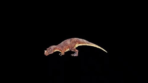 Ceratosaurus sauvage buvant