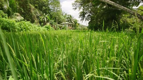 Grüne Reisohren wiegen im Wind und reifen auf der asiatischen Plantage. Traditionelle Hütte im Hintergrund