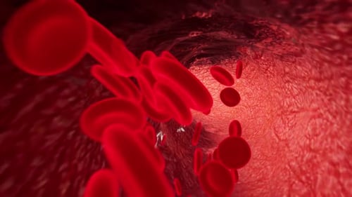 Close-Up of Blood Cells Flowing Through a Blood Vessel