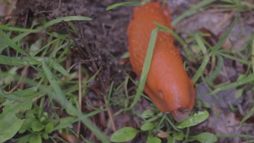 slug eating a Leave