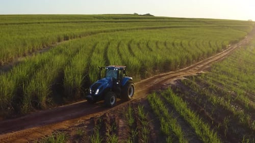 Sugarcane Farm Agricultural Equipment In Sugarcane Crop Production Sugarcane Farm