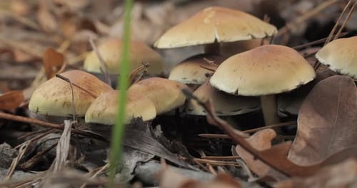Mushrooms in the Wild Forest
