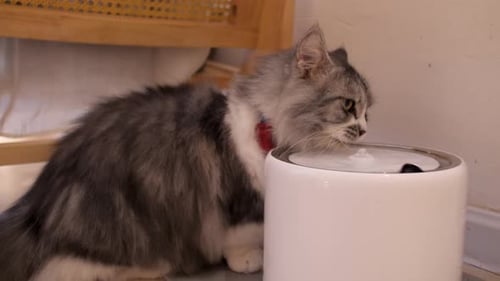 Fluffy Cat Drinking Water from Fountain Indoors