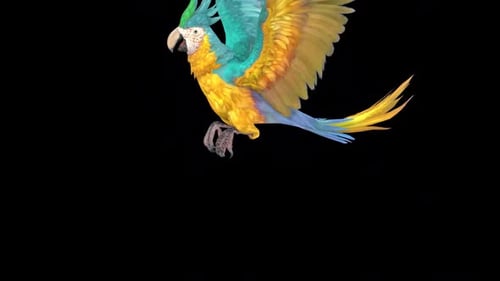 Animated Parrot Flying and Landing Cycle with Alpha Channel