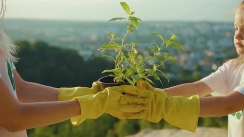 Hands Mom and Daugter Holding Young Tree Plant Landscape on the Background Leaf Earth Agriculture