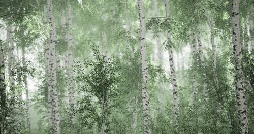 Enchanted Birch Forest Shrouded in Soft Morning Mist Invites Exploration