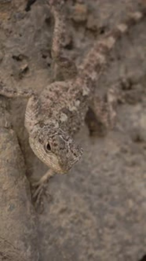 Agama regarde Baluch Ground