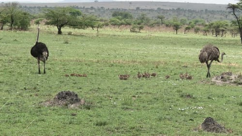 Strauß (Struthio camelus) Männchen und Weibchen, das mit vielen Küken spazieren geht
