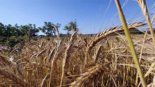 Yellow Spike Wheat Field Sway In The Wind 18
