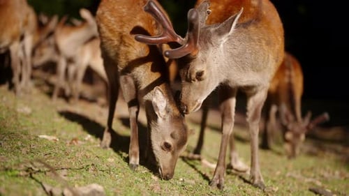 Wild Deer Graze on Forest Floor