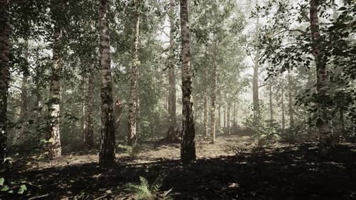 A Dense Birch Forest with Towering Trees