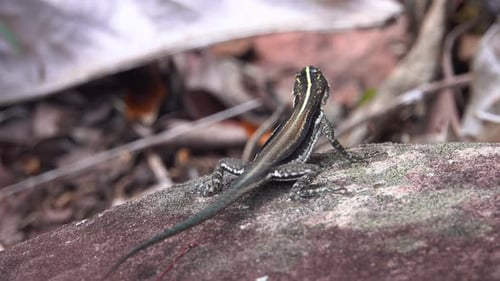 Lizard Standing on Rock in Forest Setting