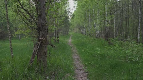Forest Path in the Evening in Summer Movement Background Abstraction