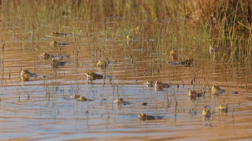 swamp pond full of frogs in stagnant water in mating season