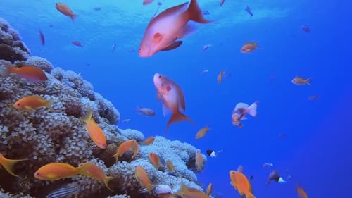 Vibrant Fish Swimming Around a Colorful Coral Reef